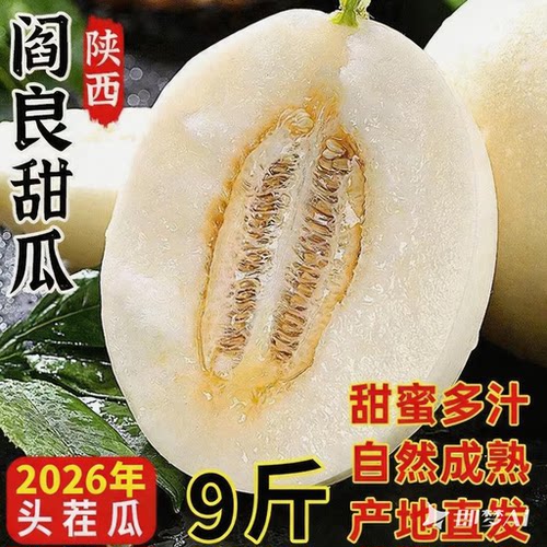 陕西阎良甜瓜时令现摘新鲜水果当季脆甜蜜瓜头茬小籽孕妇白果香瓜