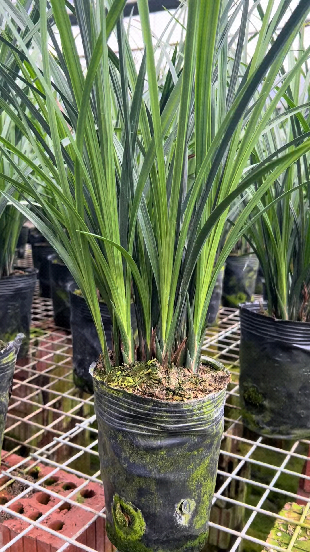 正宗四川春剑浓香型兰花高档名贵花卉绿植盆栽红花红素荷瓣盆景草