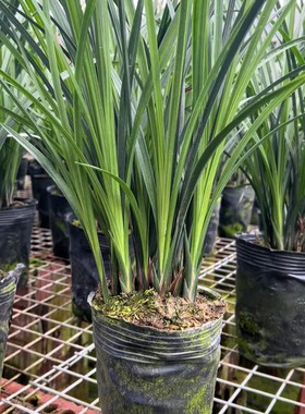 正宗四川春剑浓香型兰花高档名贵花卉绿植盆栽红花红素荷瓣盆景草