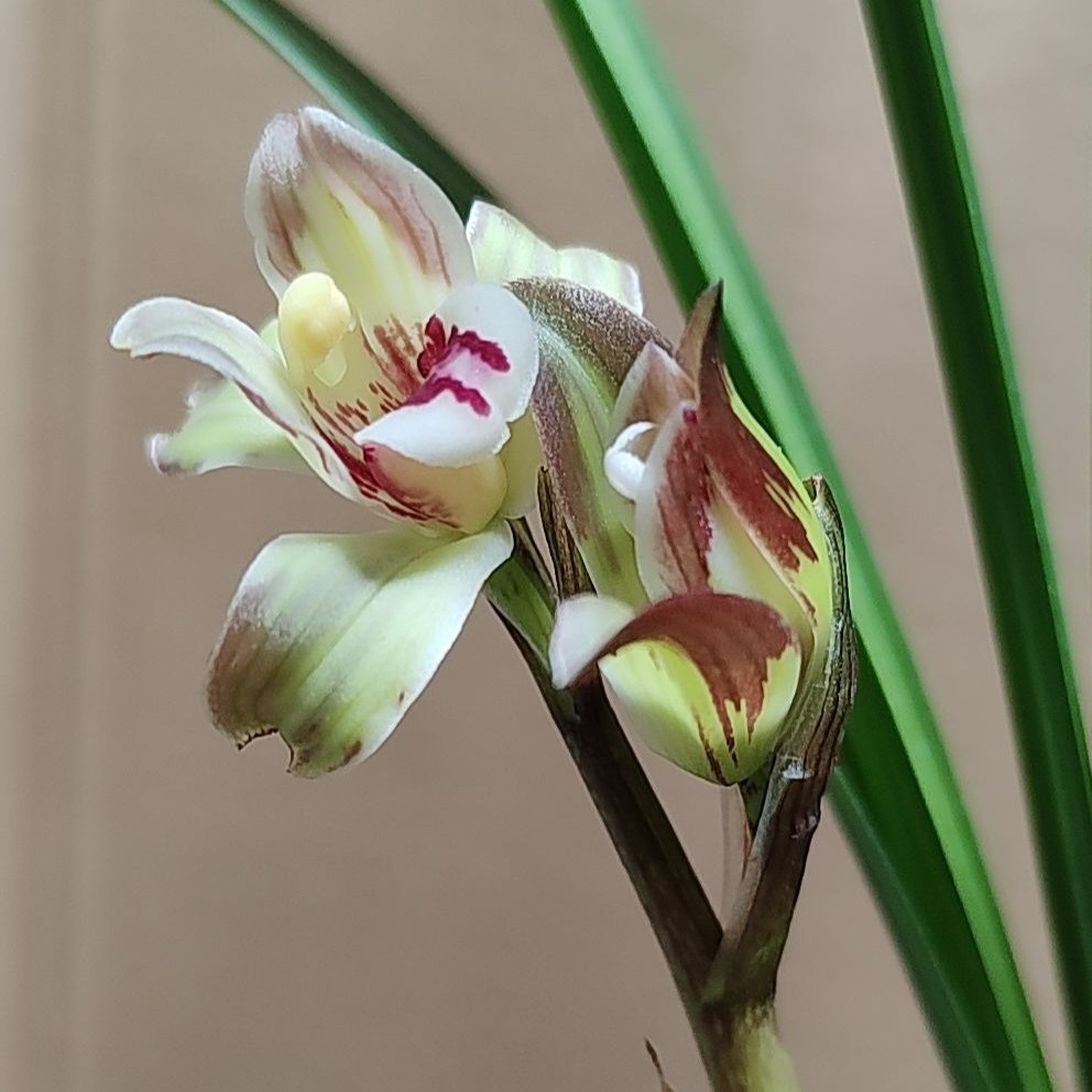 正宗四川春剑新种兰花苗复色花浓香特香开花好养室内阳台绿植盆栽