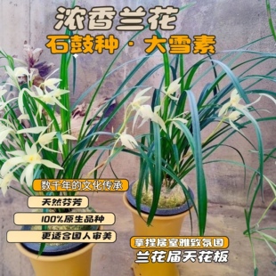 正宗云南石鼓大雪素兰花花苞开花好养浓香型兰花莲瓣兰大雪素老种