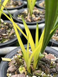 正宗四川春剑红霞素浓香型兰花高档名贵花卉绿植盆栽室内阳台正品