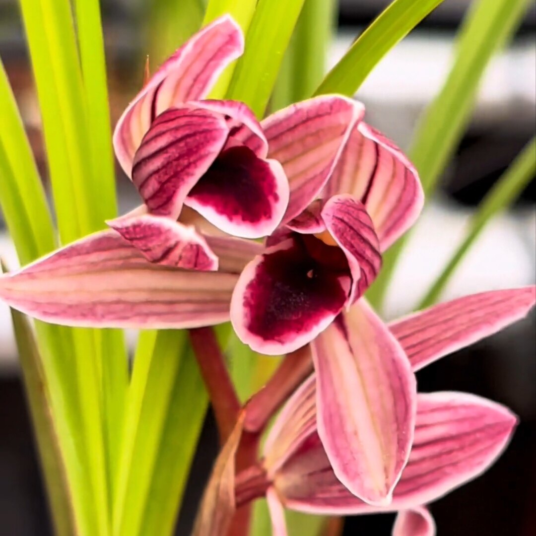 正宗四川春剑醉美人花苞红花红素红舌开花好养浓香型兰花绿植盆栽