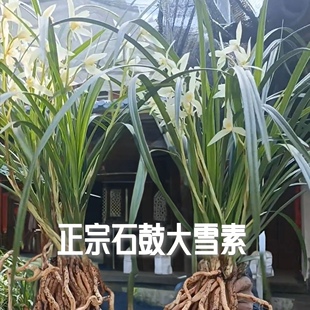 正宗云南莲瓣兰大雪素兰花浓香高档名贵花卉绿植盆栽室内阳台正品