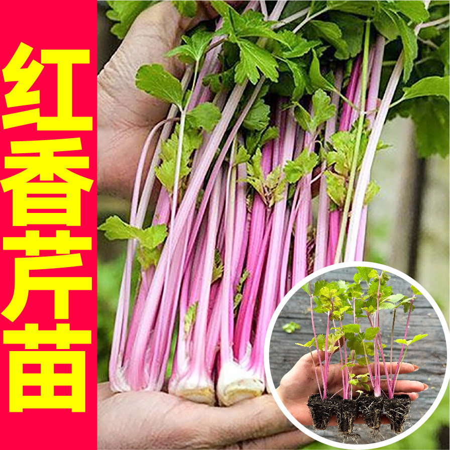 寿光高铁红香芹苗秧带土球皇后西芹四季小香芹种子春秋盆栽耐寒籽