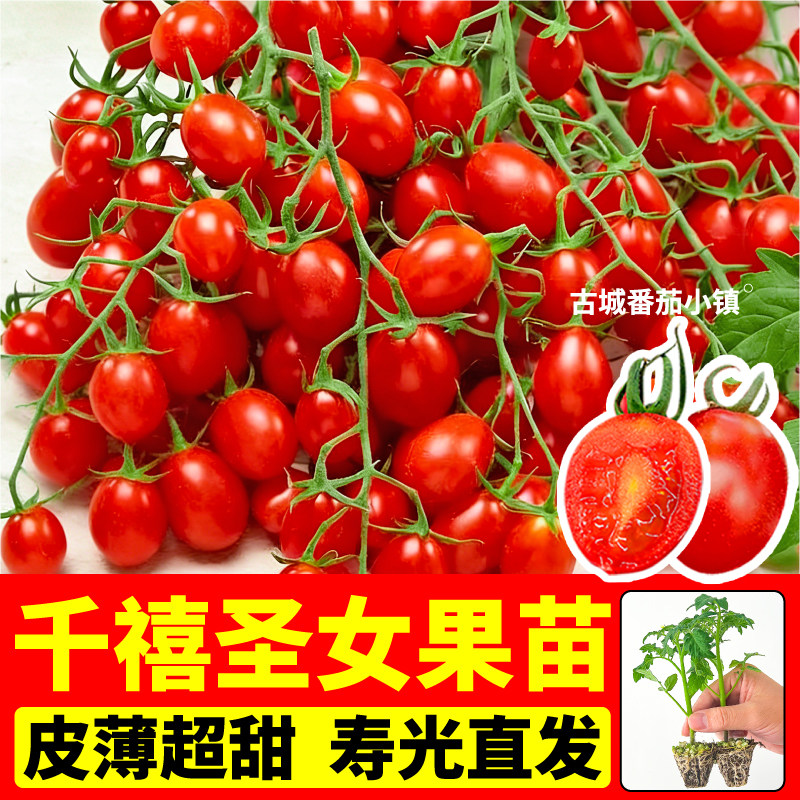 高产红千禧圣女果番茄苗秧重复采收四季可种甜开胃酒蓝莓番茄种子