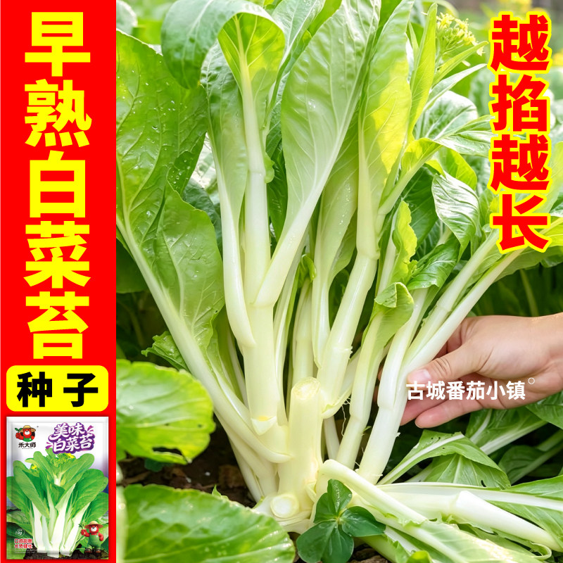 美味白菜苔种子脆嫩清甜红菜苔种籽耐寒速生多茬采收阳台小院种植