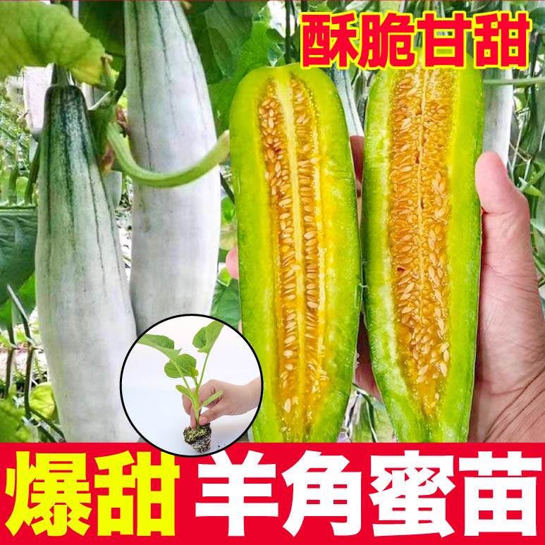 寿光爆甜羊角蜜甜瓜秧苗带土绿宝石冰糖子博洋九甜瓜种子盆栽四季