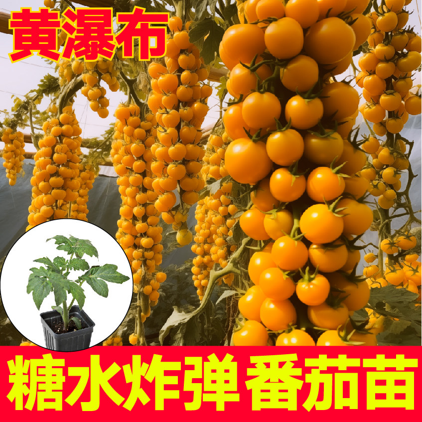 寿光黄瀑布超甜圣女果苗秧糖水炸弹高产西红柿种子串收粉贝贝盆栽,鲜花速递/花卉仿真/绿植园艺,种苗/半成品盆栽,淘宝优惠券,粉丝福利购,淘宝优惠卷