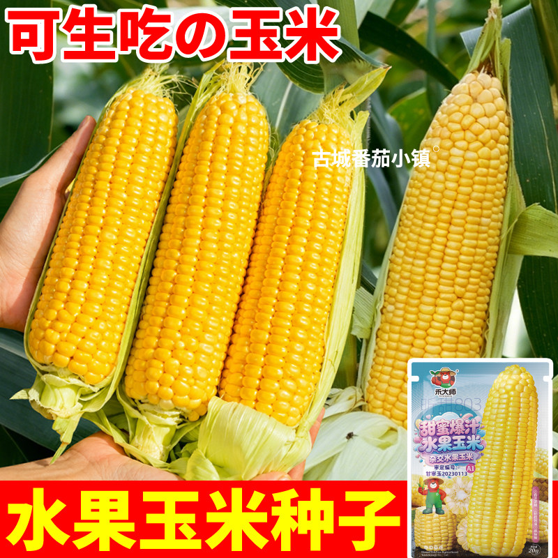 可生吃水果玉米种子鲜食玉米甜脆多汁东北黏糊苞米白黄黑种籽大全