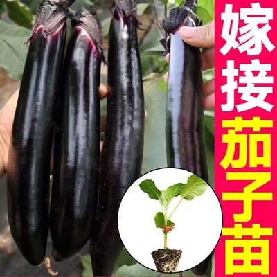寿光嫁接茄子苗大龙长茄秧苗杭茄线茄春秋盆栽高产紫黑圆茄蔬菜籽
