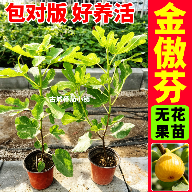 盆栽金傲芬无花果树苗芭劳奈波姬红青皮无花果基地直发水果盆栽苗