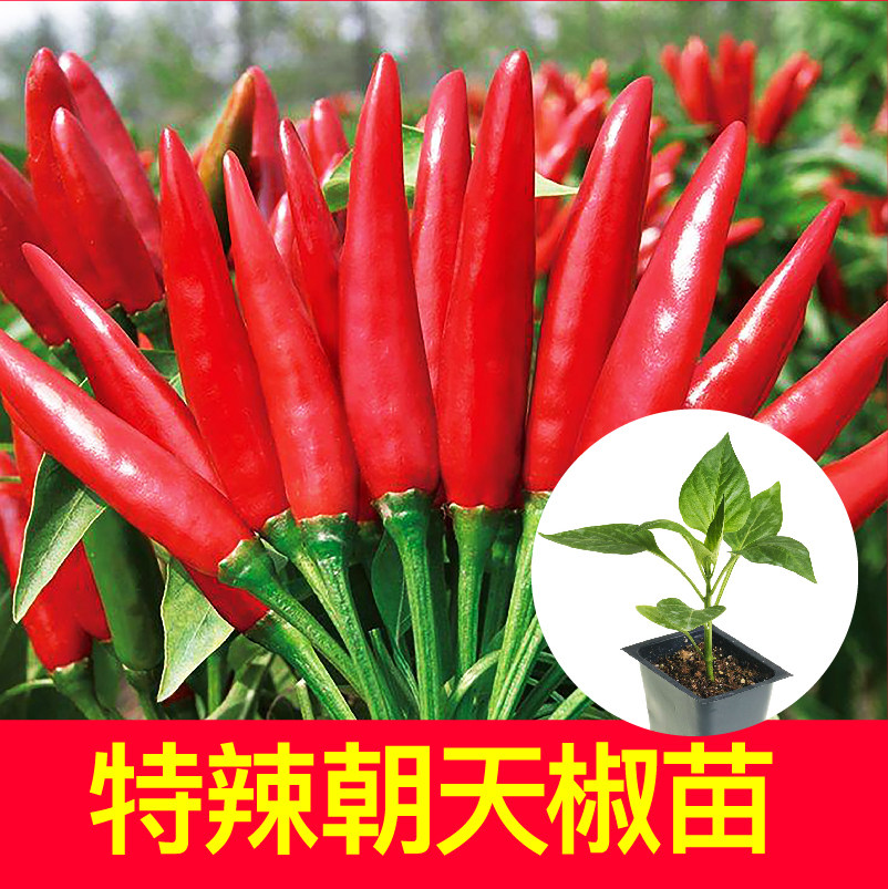 正宗烈焰朝天椒秧苗高产簇生四季阳台盆栽辣椒苗特辣小红米椒种子