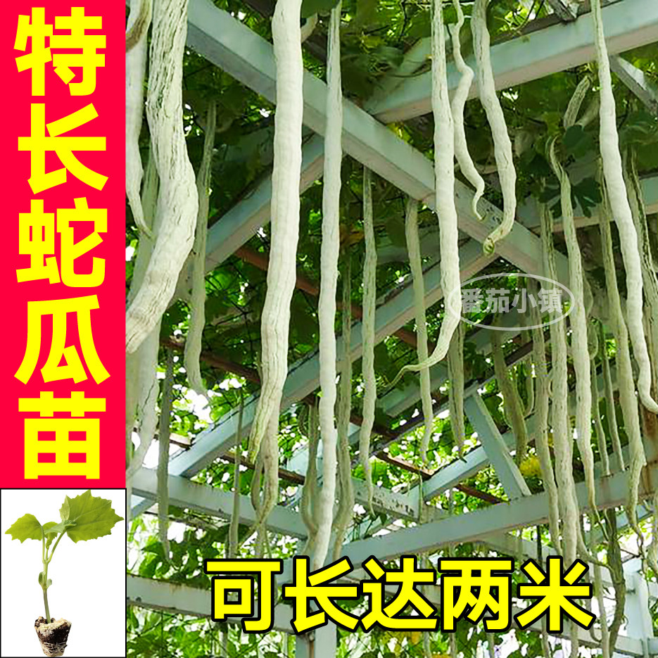 寿光特长蛇瓜苗秧四季高产观赏食用蛇豆苗阳台盆栽蔬菜种子带土球