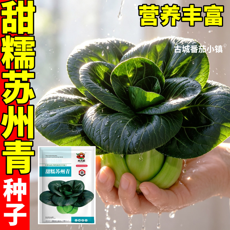 康和丰青梗菜种子四季高产易种