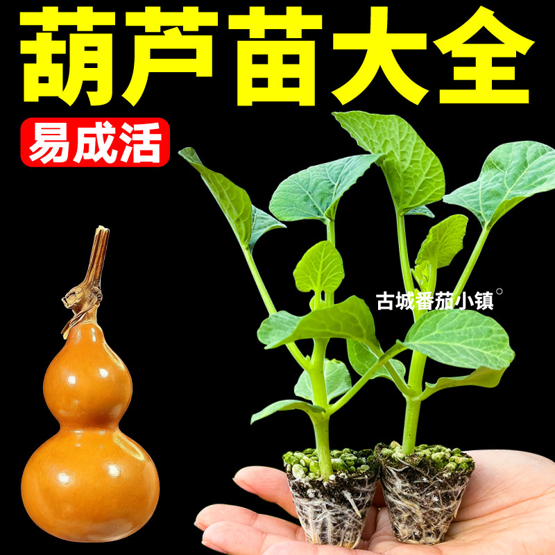 各种葫芦苗秧四季可种带土球苗大酒小亚腰手捻葫芦苗种子观赏食用