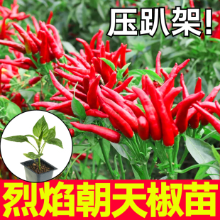 山东超辣巨辣朝天椒苗秧种子四季春秋盆栽高产簇生红白小米辣种子