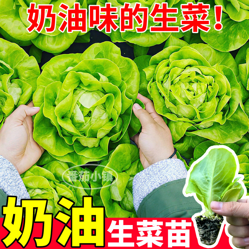 寿光奶油生菜苗秧甜脆好吃速生生菜生吃四季种植阳台小院盆栽