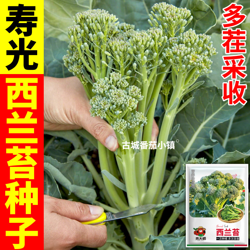 正品西兰苔种子多次采收口感脆嫩阳台庭院盆栽种植绿色蔬菜种籽