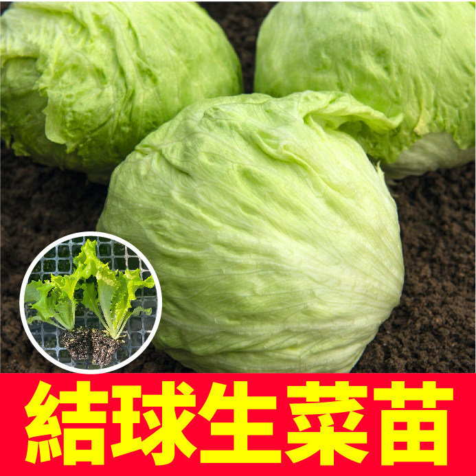 结球生菜苗秧带土球紫罗马直立咖啡香麦菜大速生种子四季阳台盆栽
