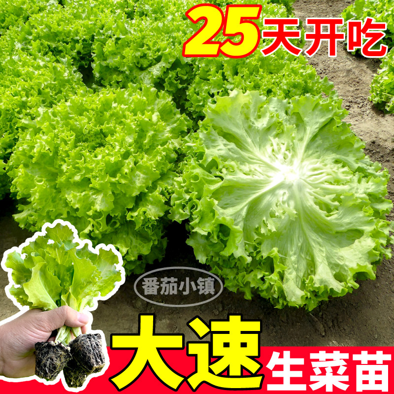 大速生菜苗秧四季种植速生易长耐抽苔意大利结球生菜种子阳台盆栽