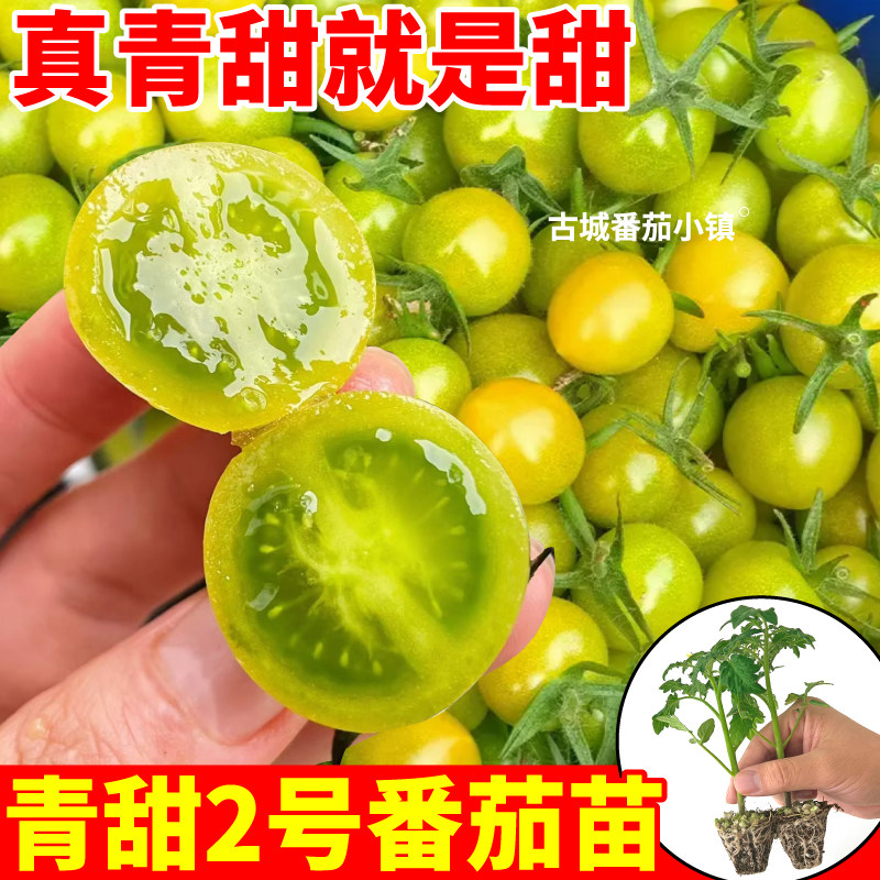 山东寿光青甜2号番茄苗秧夏橙红千禧蓝莓番茄种苗四季盆栽可种