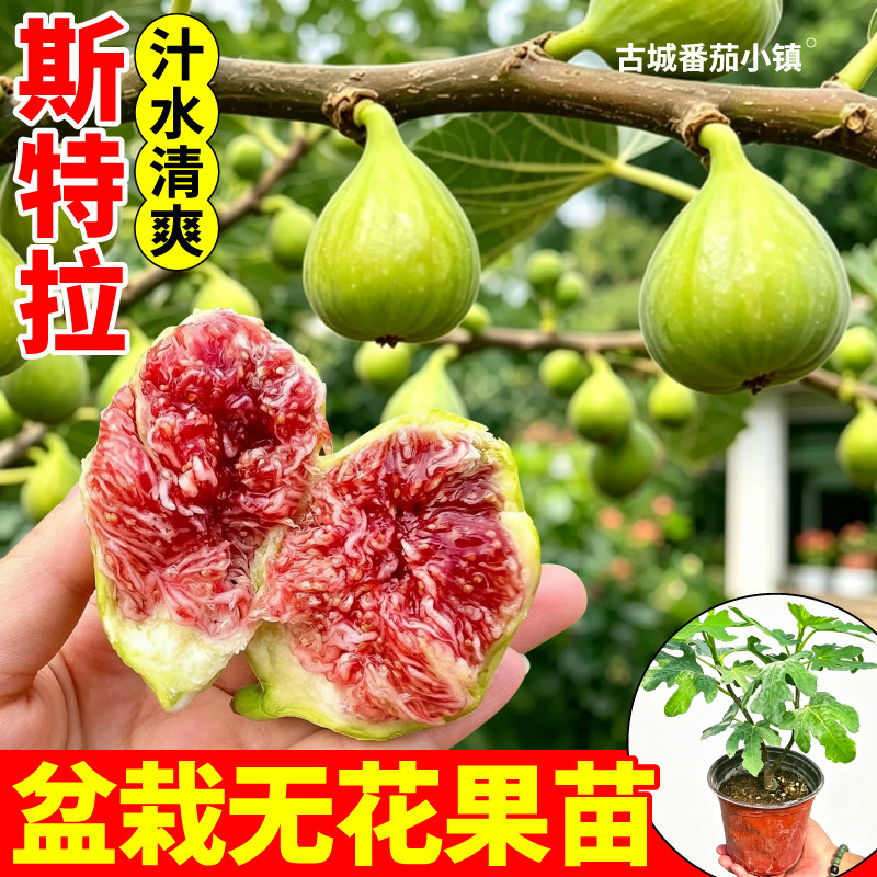 斯特拉无花果树苗盆栽原土原盆直发青皮波姬红无花果盆栽农家