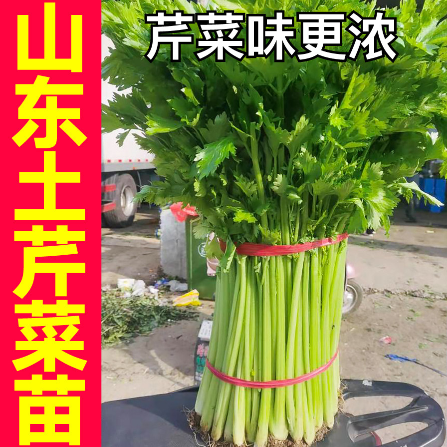正宗山东土芹菜秧苗带土球四季春秋阳台盆栽西芹洋芹红芹根芹种子