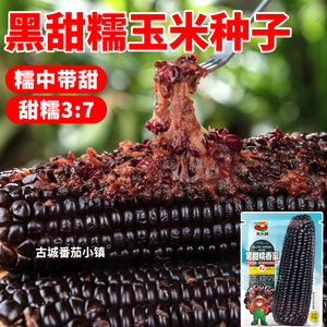 对版黑甜糯玉米种子花青素高产非转基因黄白黑黏棒子玉米种籽大全