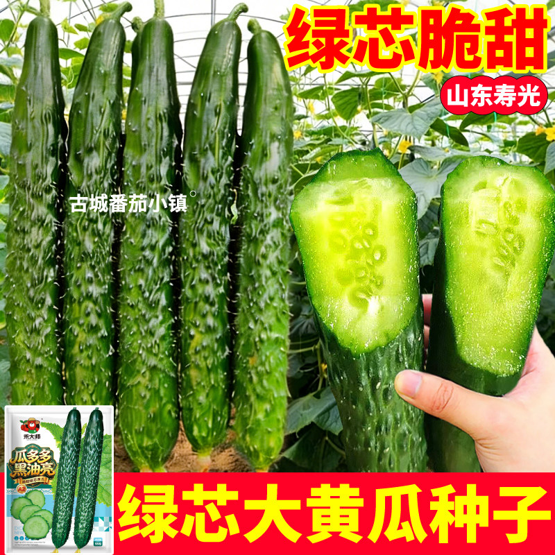 绿芯大黄瓜种子四季高产易种水果黄瓜奶油黄瓜种籽阳台庭院盆栽