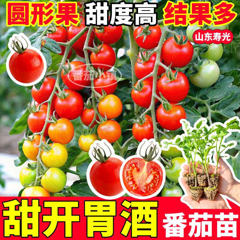 寿光甜开胃酒番茄苗大粉千禧金玲珑圣女果种子阳台小院玲珑果高产