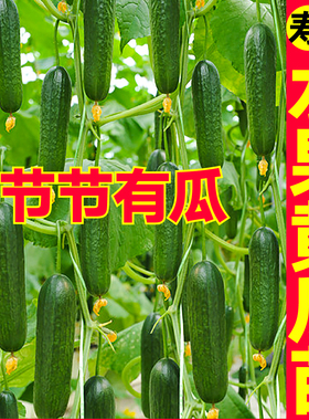 脆爽好吃水果黄瓜苗秧全雌无刺带土球强雌大黄瓜种子高产节节有瓜