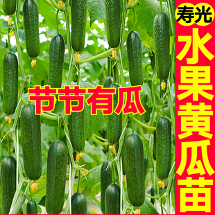 脆爽好吃水果黄瓜苗秧全雌无刺带土球强雌大黄瓜种子高产节节有瓜