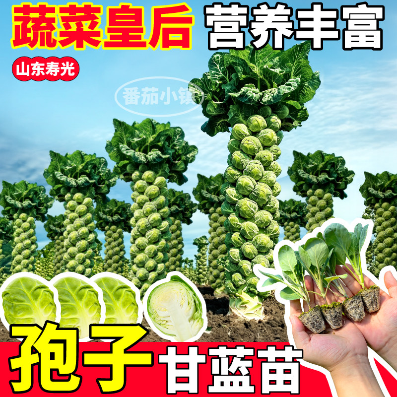 山东寿光孢子甘蓝苗秧阳台小院