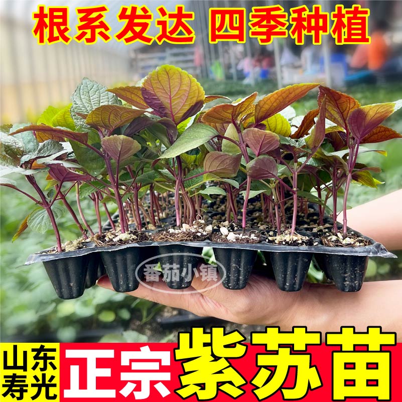 正宗紫苏苗秧苗带土球四季种植双色紫苏种子大叶盆栽小院大田菜苗