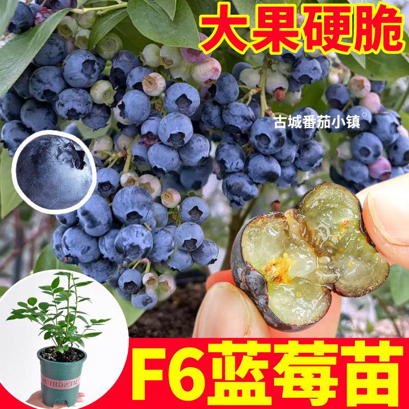 寿光直发花香蓝莓苗秧F6大果脆甜阳台庭院盆栽四季种植L25蓝莓苗