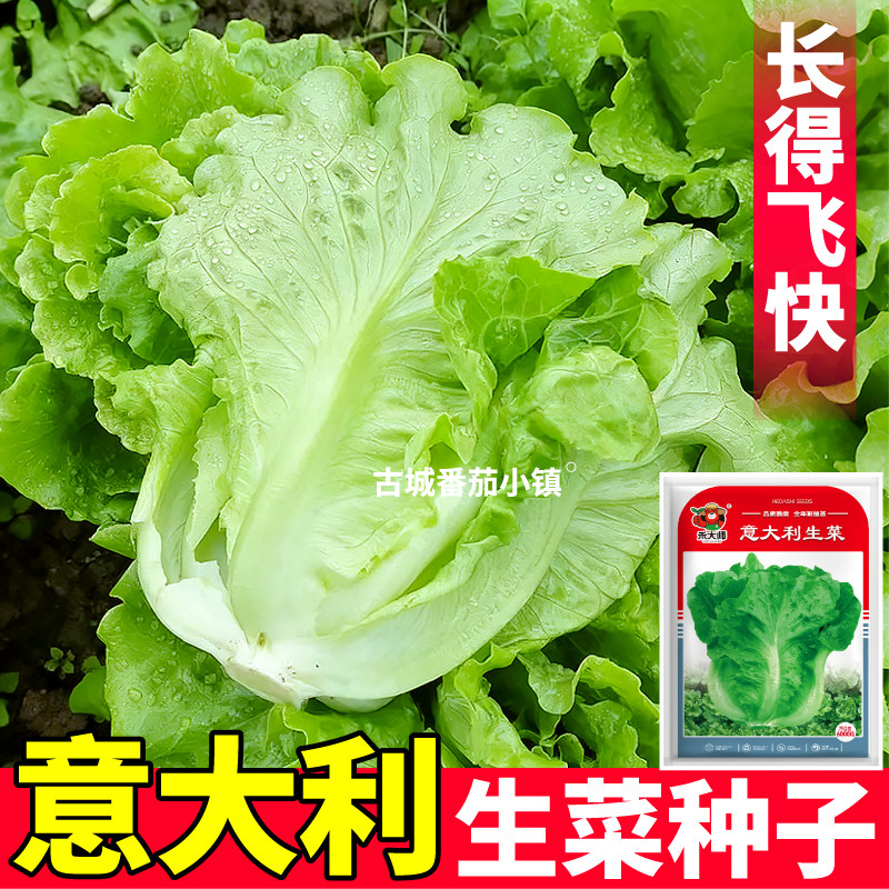 正宗意大利生菜种子青菜蔬菜种籽耐抽苔家庭阳台盆栽四季种植