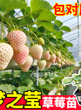 梦之莹草莓苗秧原土原盆大苗四季阳台小院易种易活白色较大果草莓