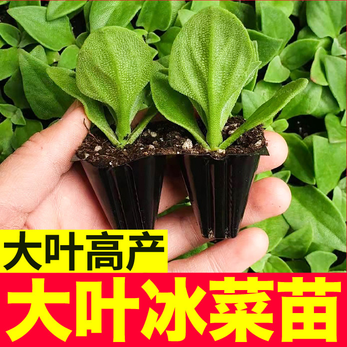 大叶冰菜苗秧四季春秋脆嫩蔬菜台湾水晶冰菜种子多茬采收更大冰粒