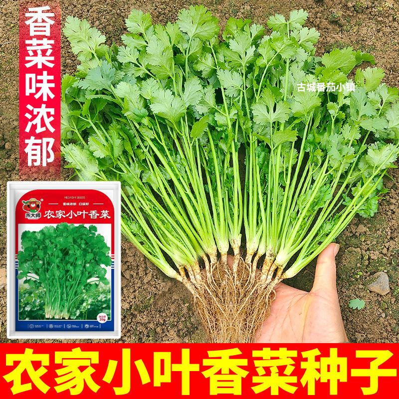 农家小叶香菜种子速生四季可种澳洲铁杆大叶香菜种籽阳台小院种植