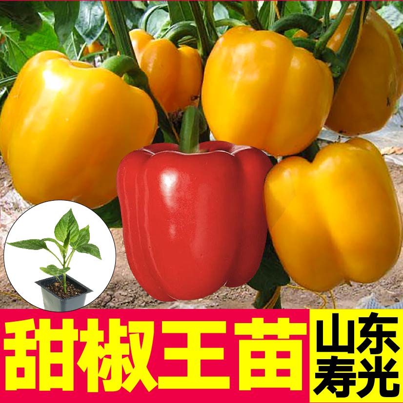 大果五彩甜椒王苗秧带土球红黄紫绿方椒太空椒灯笼椒种子四季盆栽