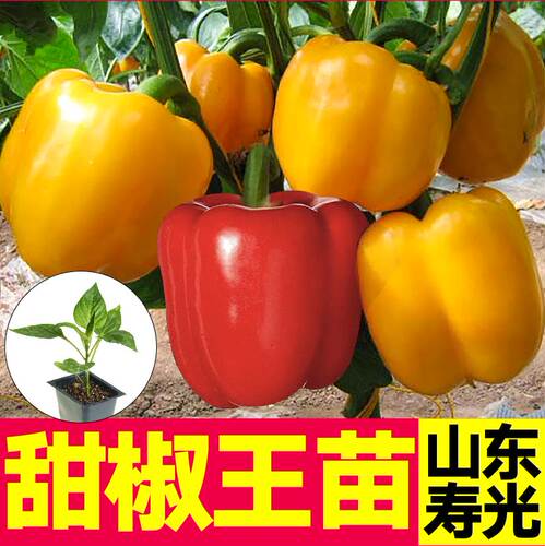 大果五彩甜椒王苗秧带土球红黄紫绿方椒太空椒灯笼椒种子四季盆栽