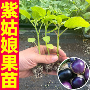 寿光观赏食用紫姑娘果苗秧高产大鼻子菇娘种子籽四季春秋盆栽庭院