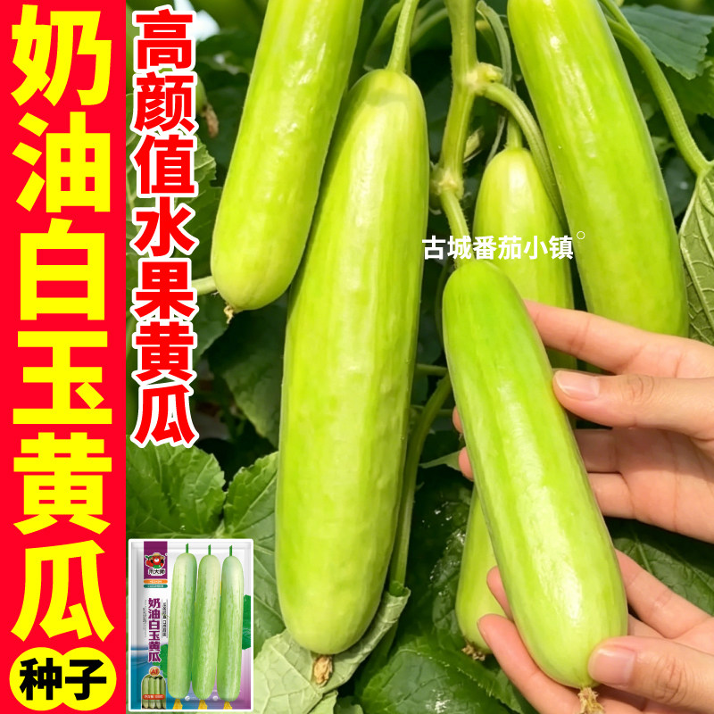 正品奶油白玉黄瓜种子春秋四季播种大田高产满地爬水果黄瓜种籽