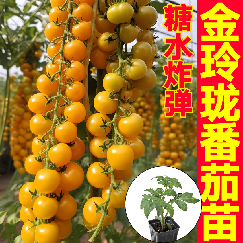 糖水炸弹金玲珑番茄秧苗超甜圣女果种子高产串收爆汁阳台盆栽带土