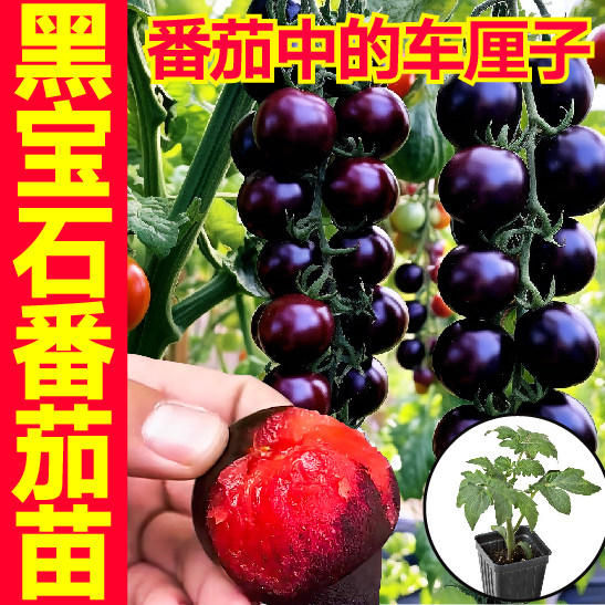 寿光糖水炸弹黑宝石番茄苗秧超甜带土球黑珍珠黑美人圣女果西红柿