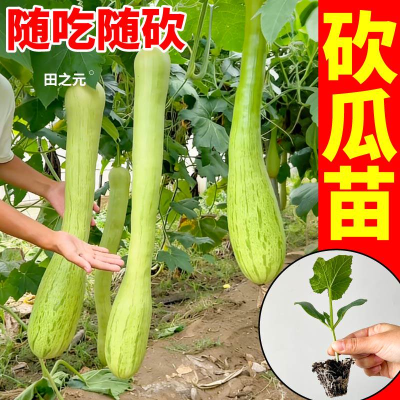 对版砍瓜苗秧苗特大巨型南瓜绿黄白贝贝蜜本南瓜盆栽种子寿光直发