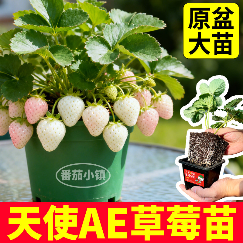天使AE草莓苗秧原盆大苗大果纯白盆栽草莓苗带土发货四季阳台小院