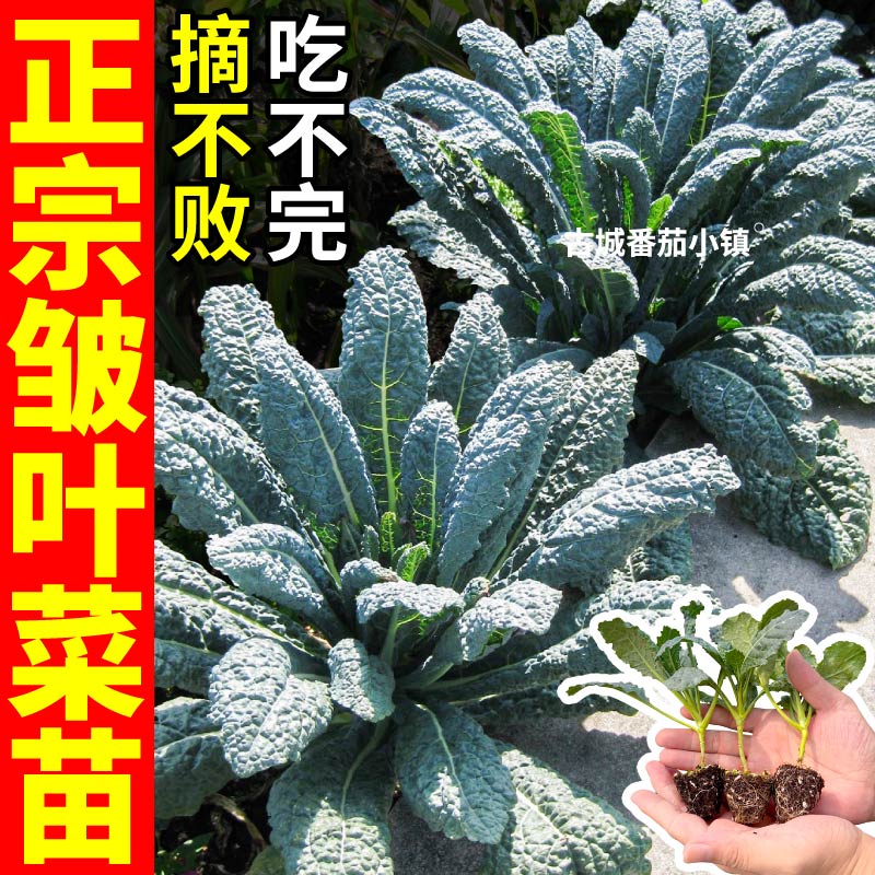 寿光正宗皱叶菜苗秧四季摘不败绿紫粉蓝羽衣甘蓝种子耐寒蔬菜苗