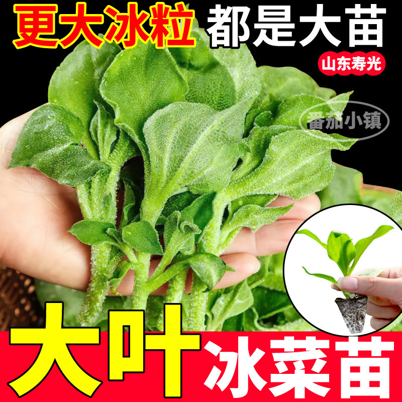 大叶冰菜苗秧四季高产大冰粒四季高产带土球冰菜种子阳台小院盆栽